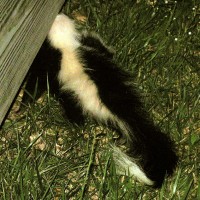 How To Deal With Skunks Living Under Your Deck - Skunkremovaltoronto.ca