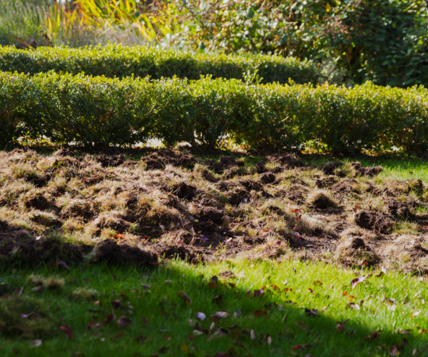 Skunk Damage Lawn