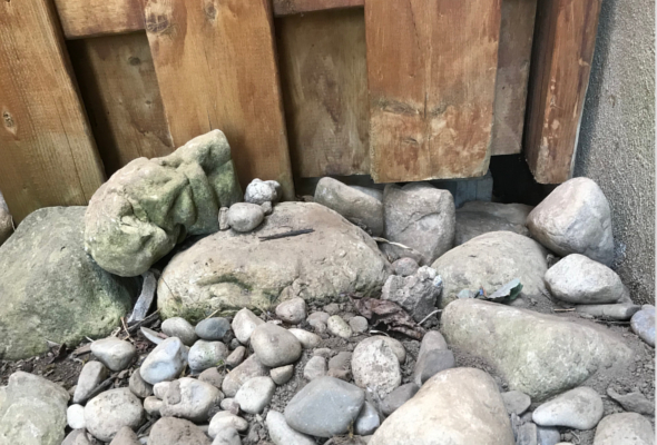 Skunk Burrow Under Deck