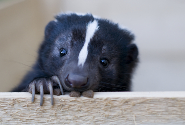 Skunk Removal Toronto - Humane